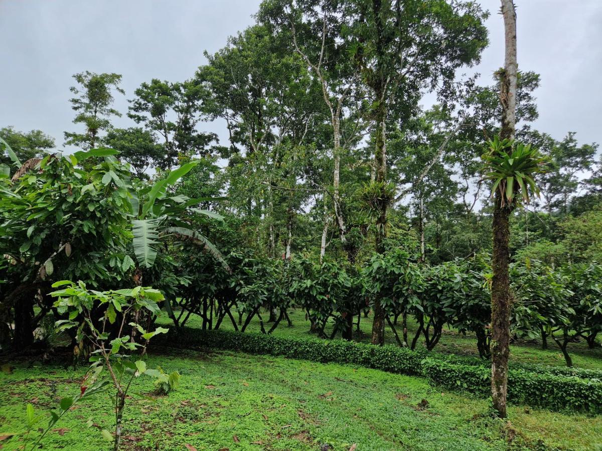 Finca Amistad Cacao Lodge Bijagua Eksteriør billede