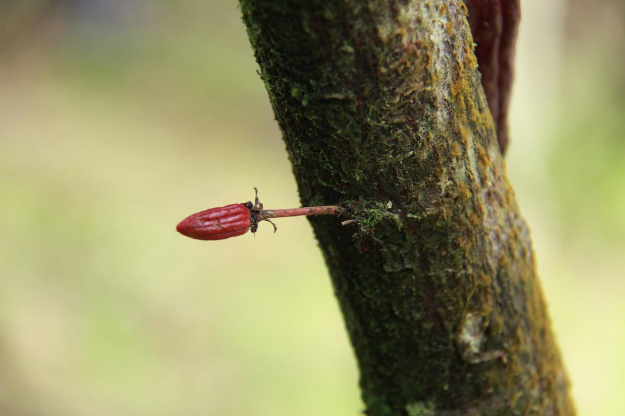 Finca Amistad Cacao Lodge Bijagua Eksteriør billede